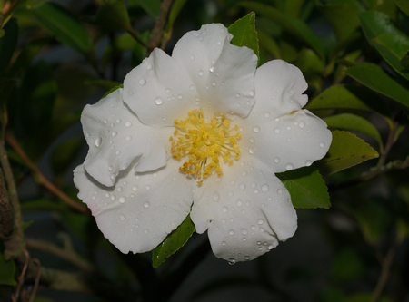 Camellia sasanqua close upの写真素材