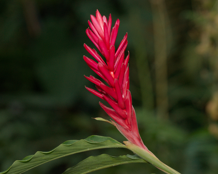 Alpinia purpurataの写真素材