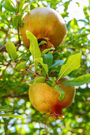 Two unripe pomegranates on a branch