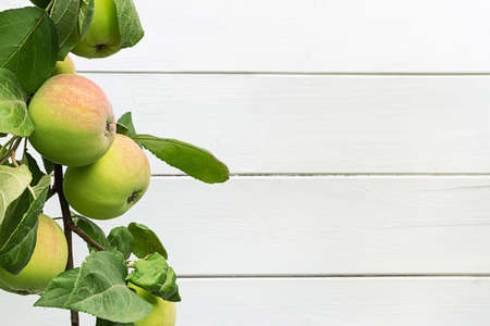 Apples on a brunch against white wooden backgroundの写真素材