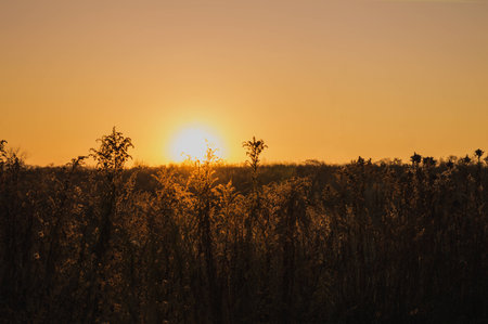Abstract shallow focusの写真素材