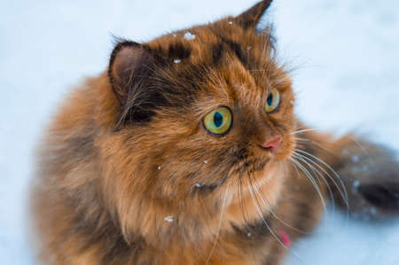 Portrait of beautiful cat in winter