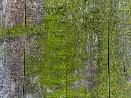 Wooden fence with green mossの写真素材