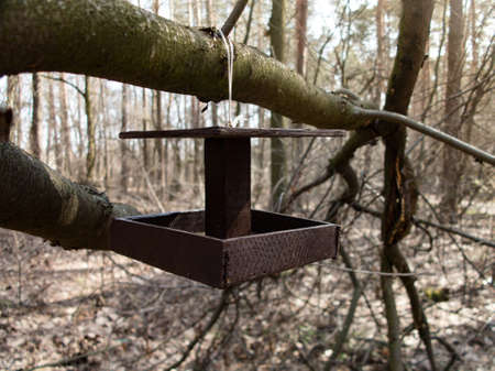 Handmade bird feeder hung on the tree branchの写真素材