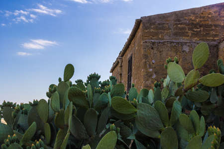 old house with prickly pearsの写真素材