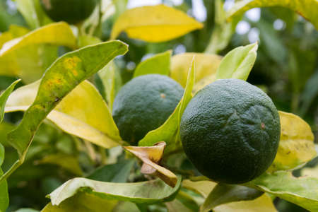 unripe lemon