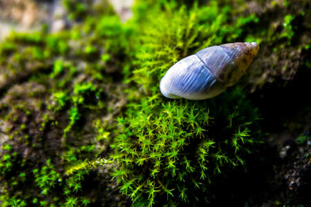Snailの写真素材