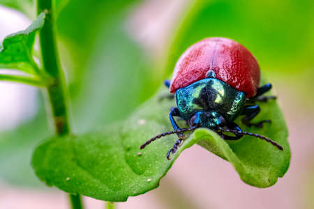 Chrysolina polita hiding behind a leafの写真素材