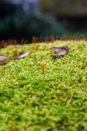 a small orange mushroom in a meadow moss.の写真素材