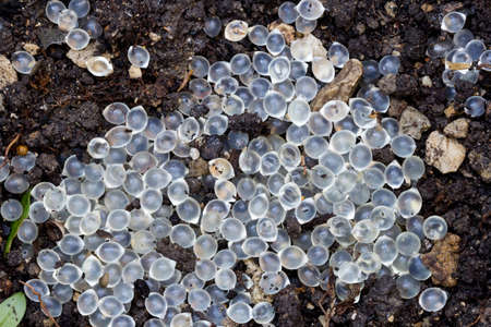 Silver eggs of snails on soilの写真素材