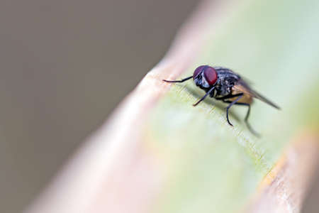 macro of a housefly on a blade of grassの写真素材
