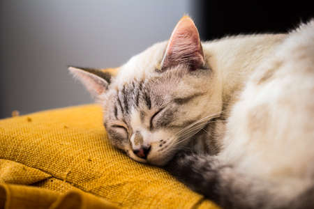 white kitten sleeping on pillow