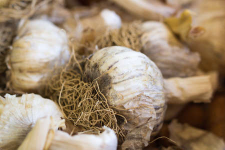 Garlic close up, natural lightの写真素材