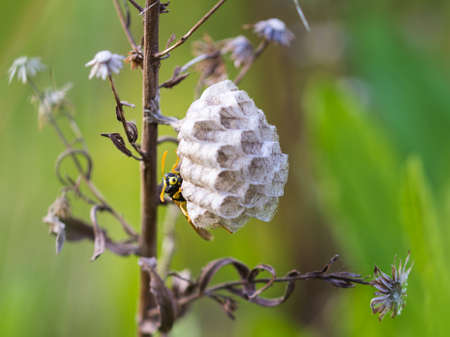 Wasp nestの写真素材