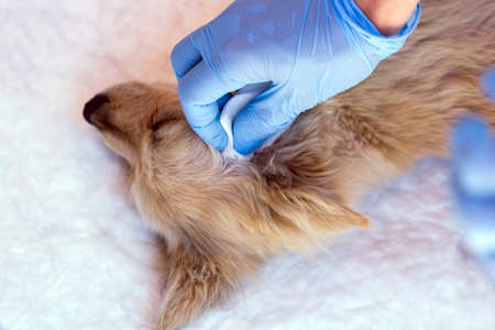 Young dog with ticksの写真素材