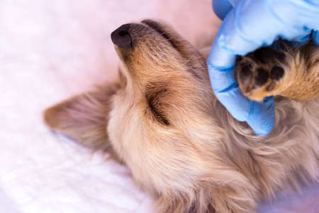 Young dog with ticksの写真素材