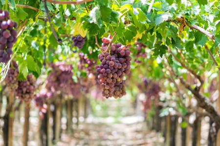Grape dessert, ripe and ready for harvest. Variety "Italian grapes". Natural light, picture taken in september in Sicily, near the town of Agrigento.の写真素材