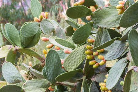 Prickly pears in Sicily