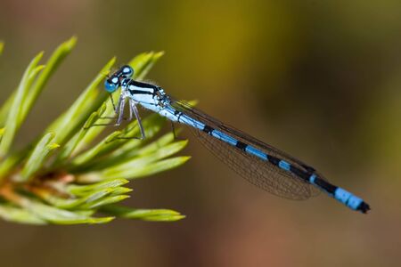 Blue dragonfly on a pine branchの写真素材