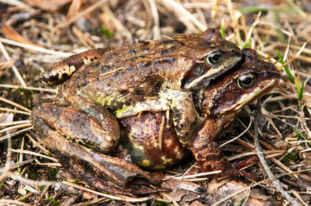 Spring love of two toadsの写真素材