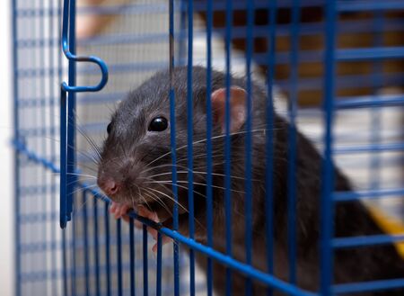 The clever house rat is going to get away from a cellの写真素材