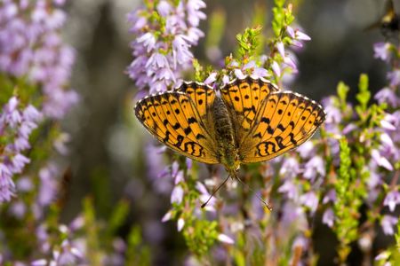 The butterfly on a heather, summer, Kareliyaの写真素材