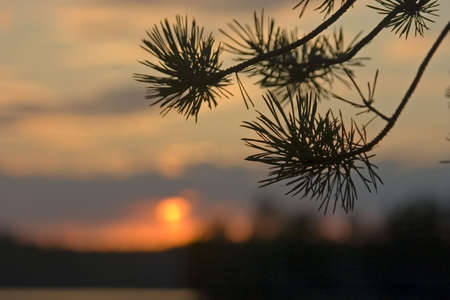 Pine branch on a background of a decline in Kareliyaの写真素材