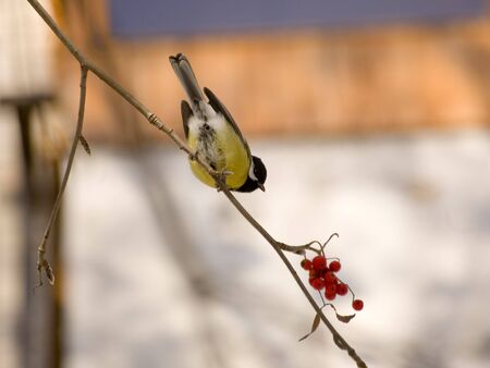 Blue titmouse on the branch of wild ashの写真素材