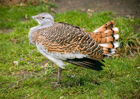 Beautiful bustard in a zoo in the city of Kievの写真素材