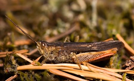 Cicada close up brightly shined by the sunの写真素材