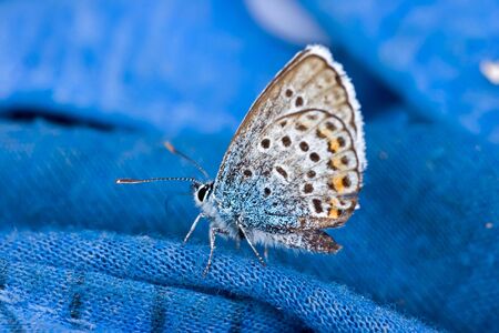The butterfly on clothes of the tourist in a woodの写真素材