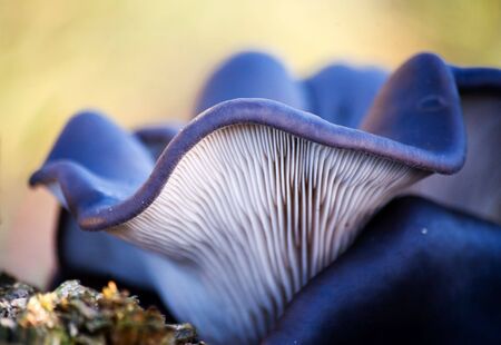 Winter mushrooms close up in city in Decemberの写真素材