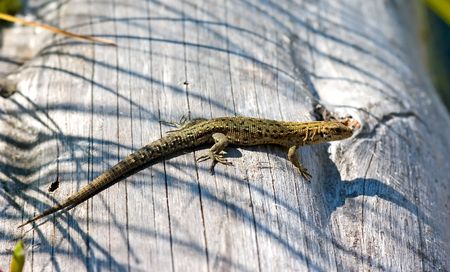 The lizard heated in a sunny day on a logの写真素材