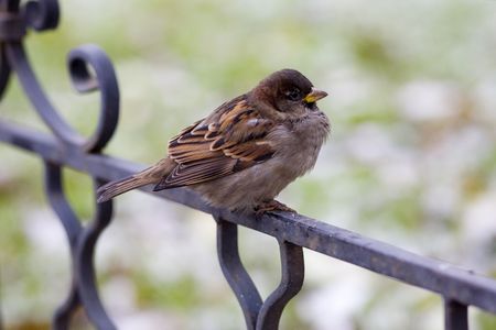 Sparrow, september, Russiaの写真素材