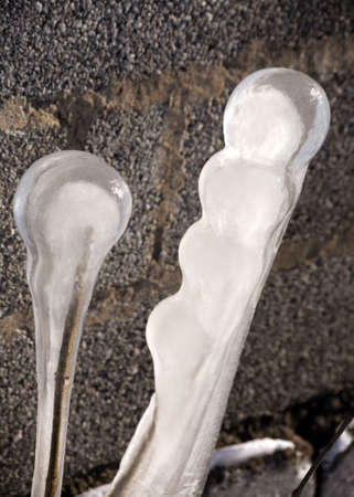 The tree chained in an ice after the first frostの写真素材