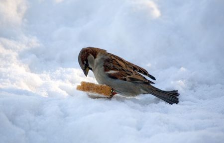 The sparrow, trying to carry away the big piece of breadの写真素材