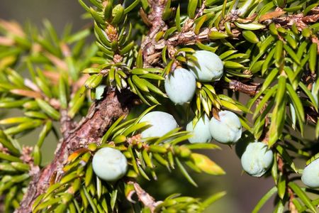 Berries of a juniper in a sunny dayの写真素材