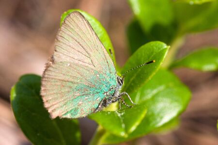 The butterfly on a cowberry in sunny summer dayの写真素材