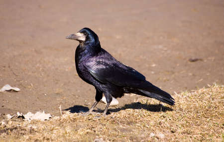 Rook close up in the spring in cityの写真素材