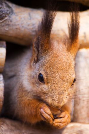 Portrait of a squirrel close upの写真素材