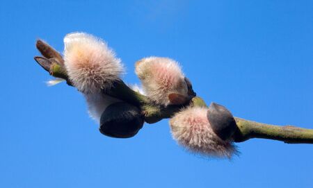 Spring branch on a background of a sky