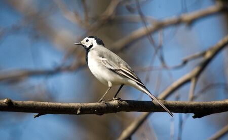 Wagtail on a branch of a treeの写真素材