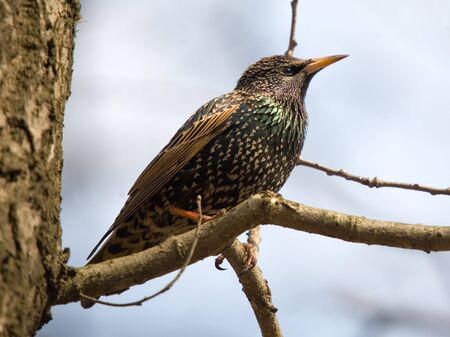 Starling on a branch of a tree close upの写真素材