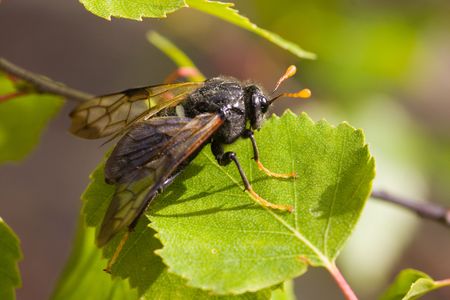 Rare insect on a leaf of a birchの写真素材