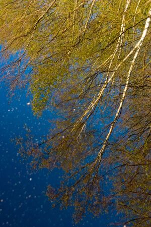 Reflection of trees in bright blue waterの写真素材