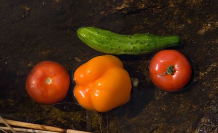 Vegetables for salad in water of lakeの写真素材