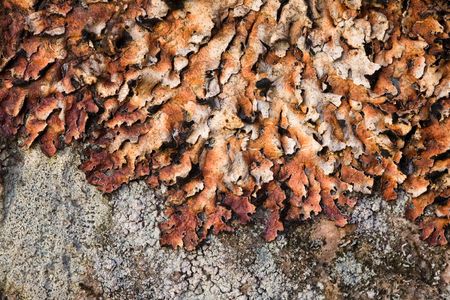 Rock with a lichen close upの写真素材