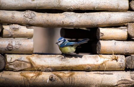 Feeding trough for birds in park in St.-Petersburgの写真素材