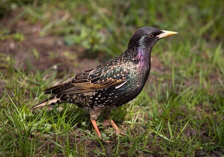 Starling on a grass in full growthの写真素材