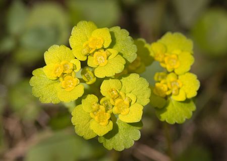 Chrysosplenium close up in a wood in the spring